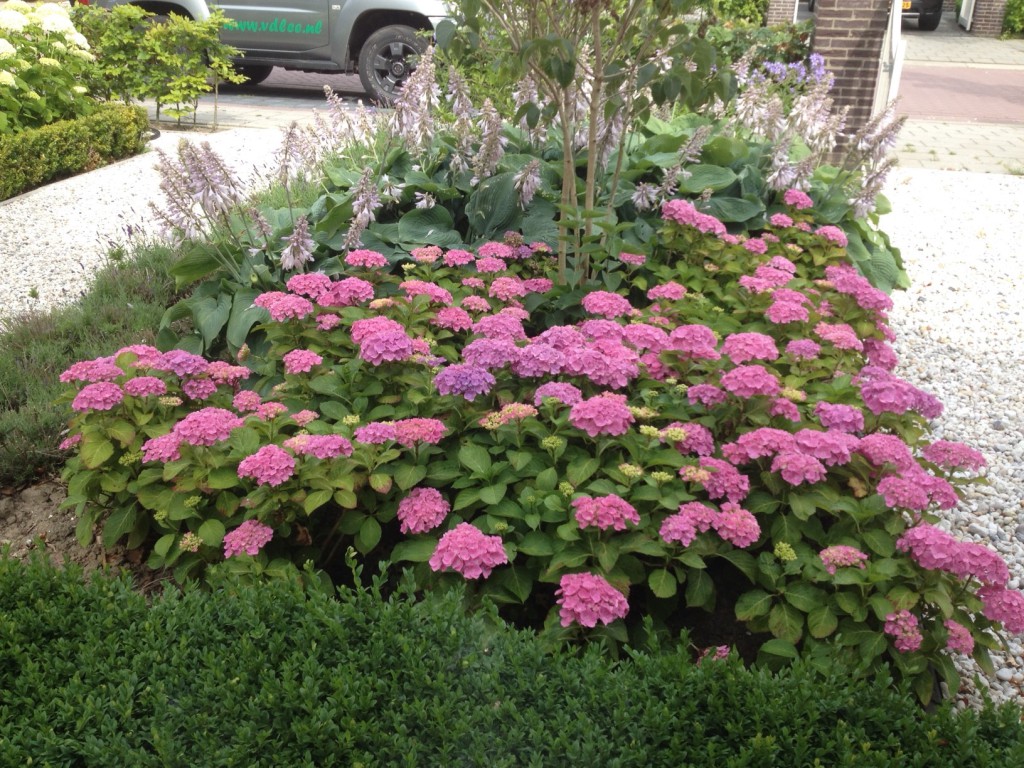 Foto : Tuinonderhoud
